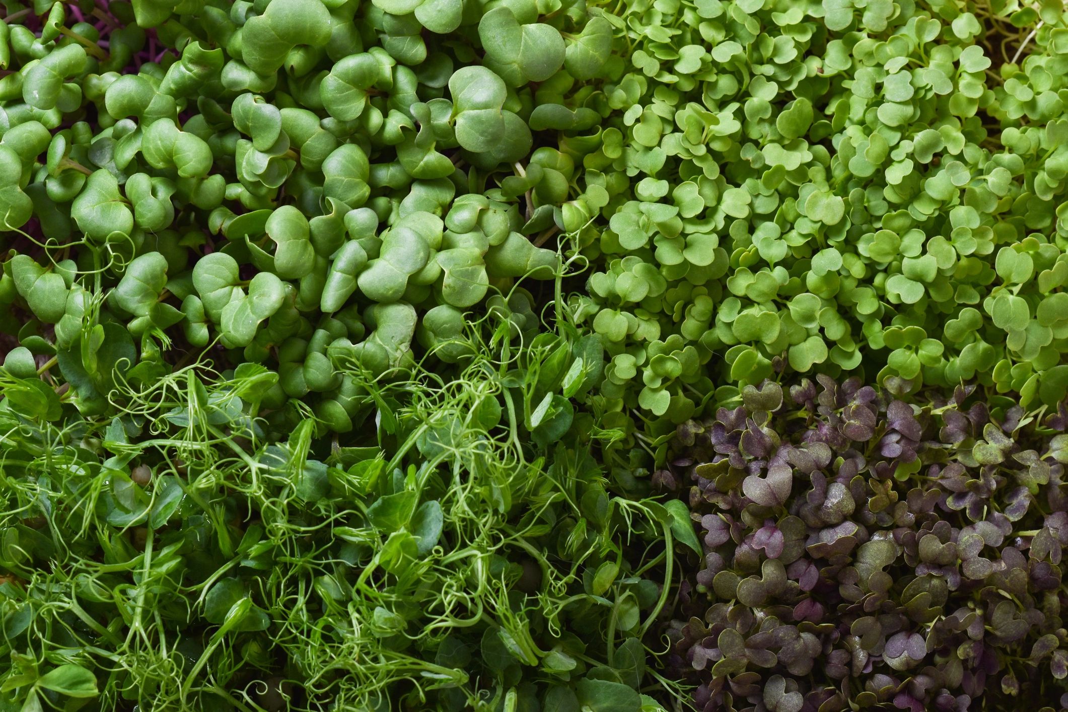 Microgreens